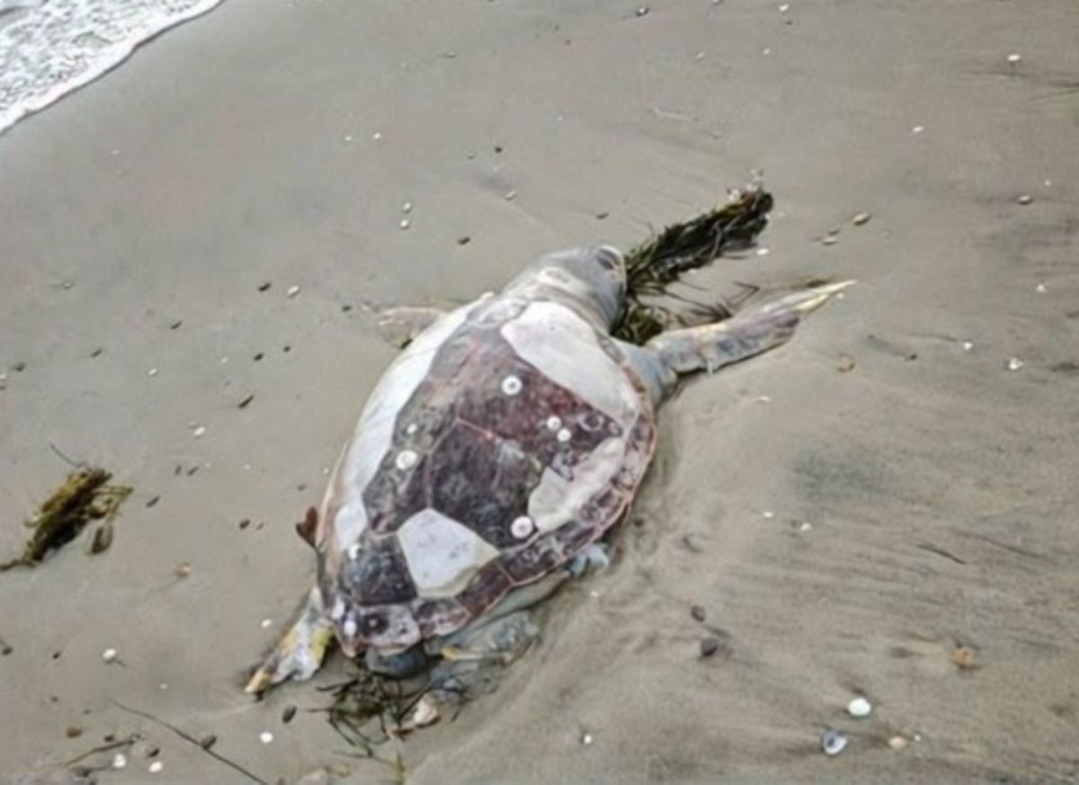 Manfredonia, recuperata una carcassa di Caretta Caretta: «Campanello d’allarme sulla salute del mare» Manfredonia, recuperata una carcassa di Caretta Caretta: «Campanello d’allarme sulla salute del mare»